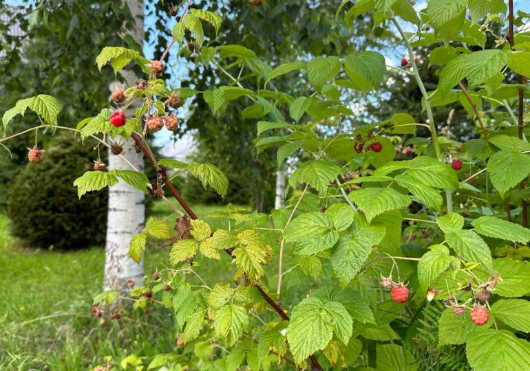 В Самарской области сохранится 31-градусная жара