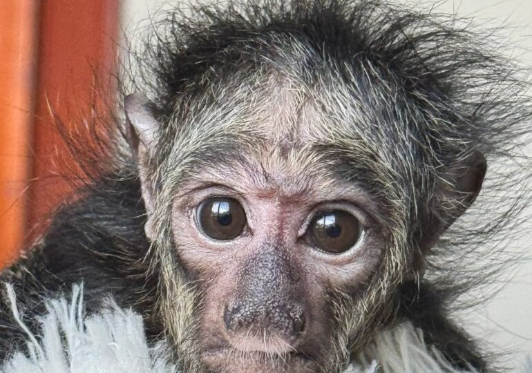 В Новосибирском зоопарке родился детеныш белолицых саки