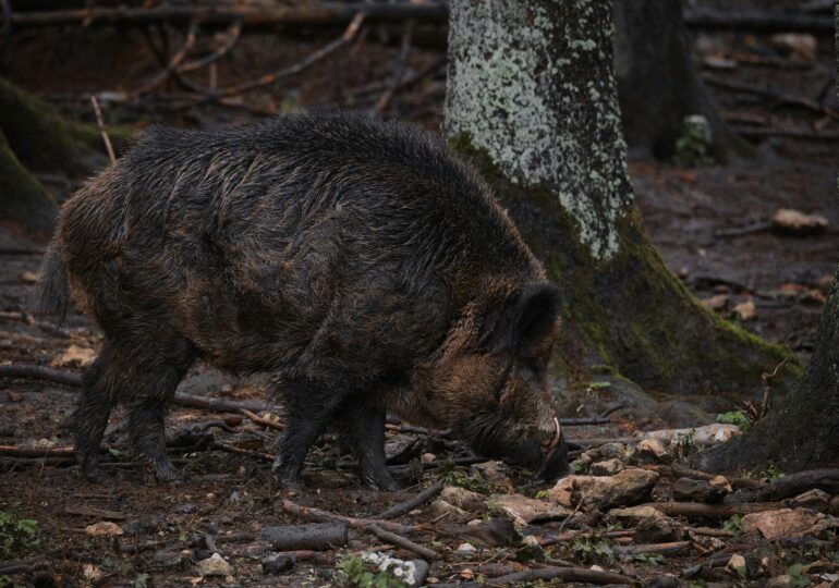 Житель Самарской области поймал 33 кабана и запер их в вольере