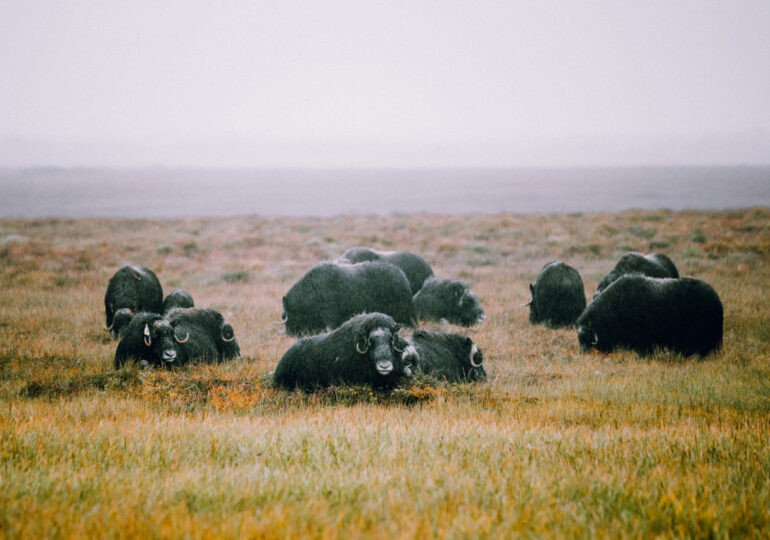 В России возрождается популяция овцебыка