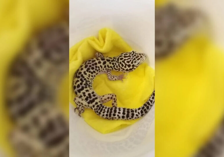 В Самарской области поймали геккона, который проник в чужую квартиру