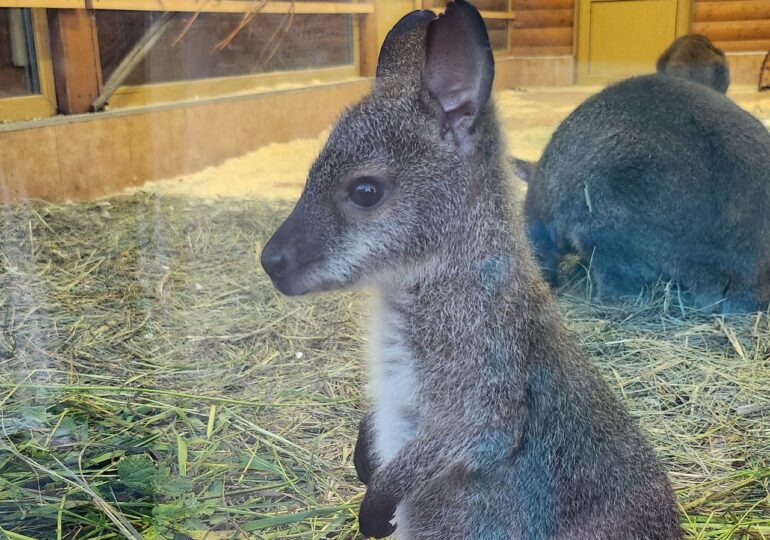 Во Владимирской области задержали подозреваемого в краже детенышей кенгуру из зоопарков