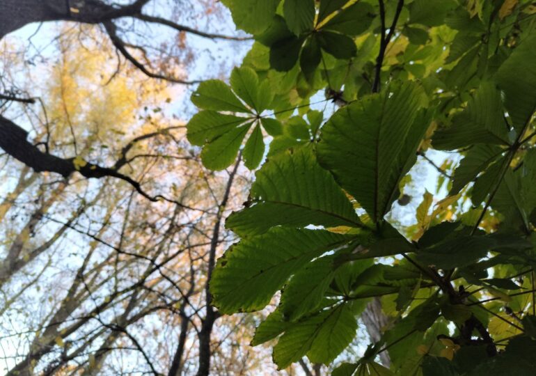 В Самарской области с 19 по 25 октября сохранится чрезвычайная пожарная опасность лесов