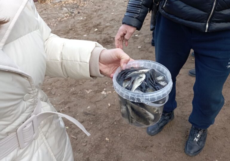 В Самаре волонтеры выпустили в Волгу 12 500 мальков сазанов и толстолобиков