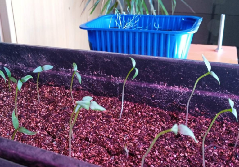 Эксперт рассказал, какие овощи и зелень можно выращивать дома зимой