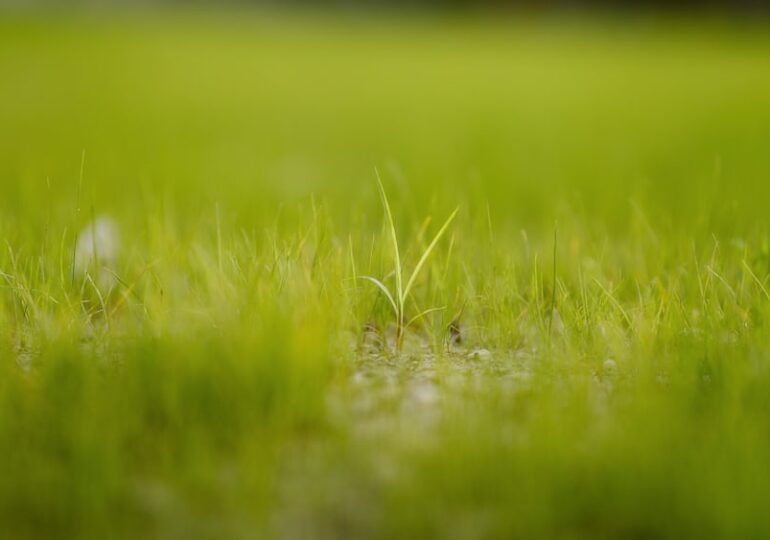 Самарских школьников и студентов приглашают поучаствовать во Всероссийском экологическом тестировании «Зеленый Зачет»