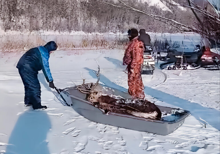 В Самарской области лесничие спасли тонущего пятнистого оленя