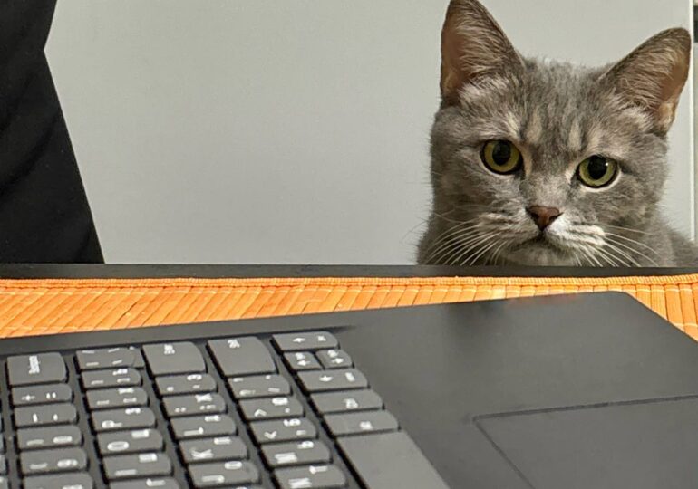 Порядка 29% самарцев хотели бы брать с собой на работу домашних животных