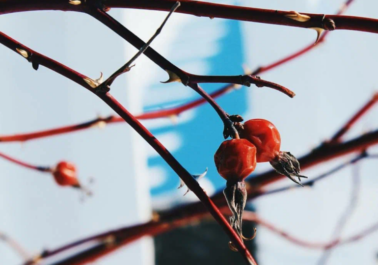 В ближайшие пять лет глобальная температура достигнет рекордно высокого уровня