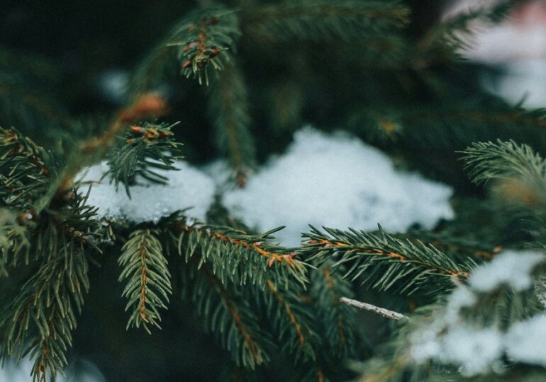 С 6 по 15 января самарцы смогут сдать елки на переработку