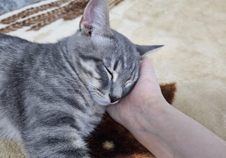 Россияне стали чаще брать животных из приютов