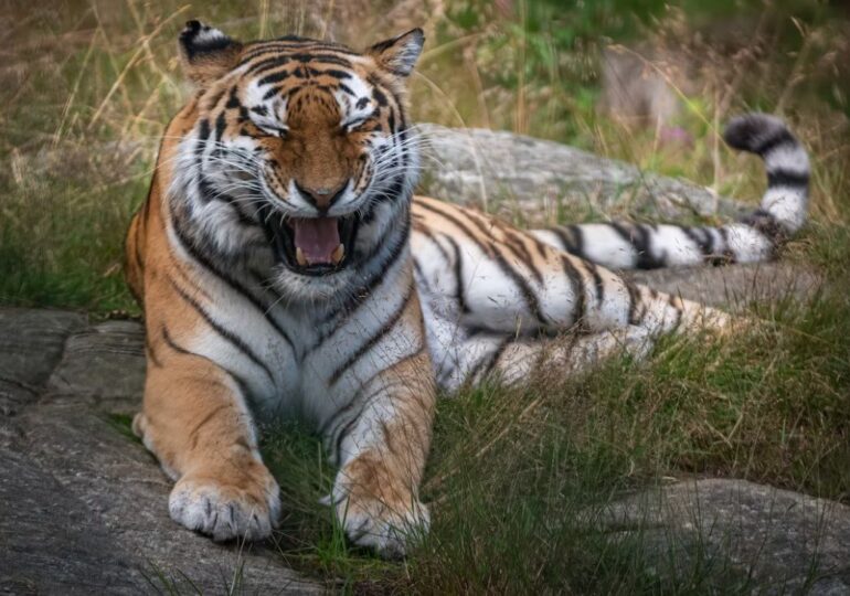 Самарца привлекли к ответственности за проведение незаконной съемки с тигром