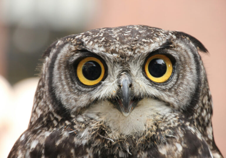 В Самарской области застрелили ушастую сову