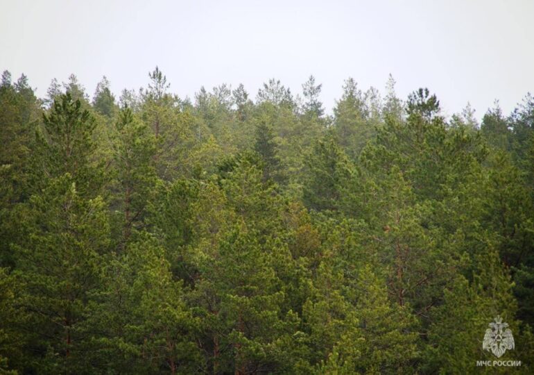 В Самарской области до 28 апреля ввели полный запрет на посещение лесов