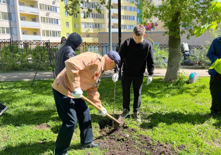 В самарском парке Победы высадили четыре липы