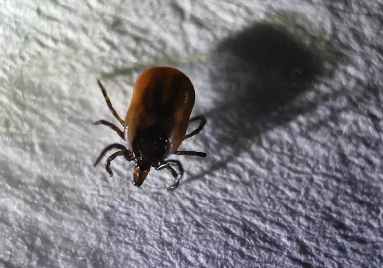 В Самаре работает «горячая линия» по профилактике клещевого вирусного энцефалита