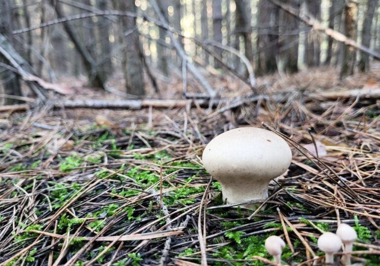 Самарцев предупредили о мерах предосторожности при сборе грибов