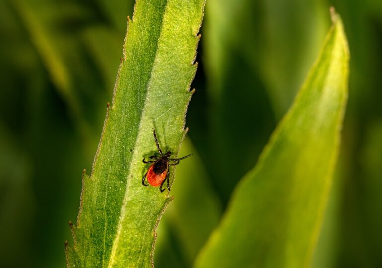 В Самарской области от укусов клещей пострадали более 2 тыс. человек
