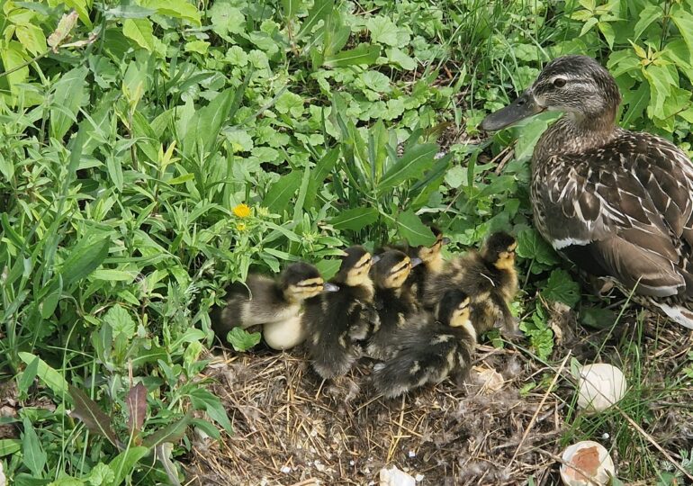 На Жигулевской ГЭС вылупились утята