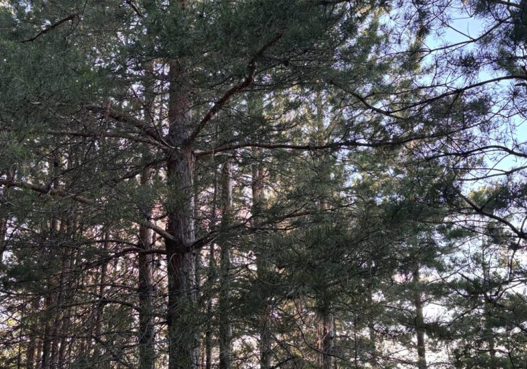 С 26 по 29 июля в Самарской области сохранится высокая пожароопасность лесов