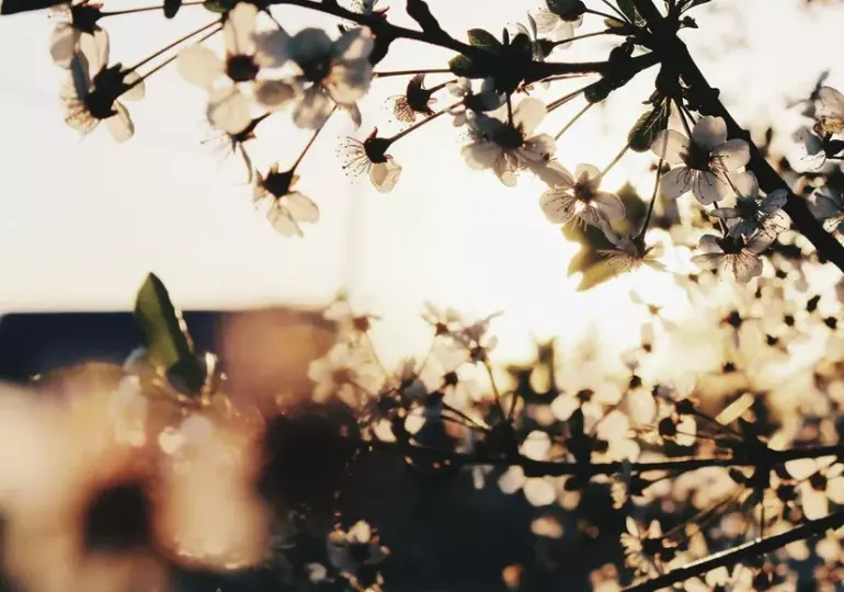 В Самаре с 8 по 10 июля прогнозируют сильную жару