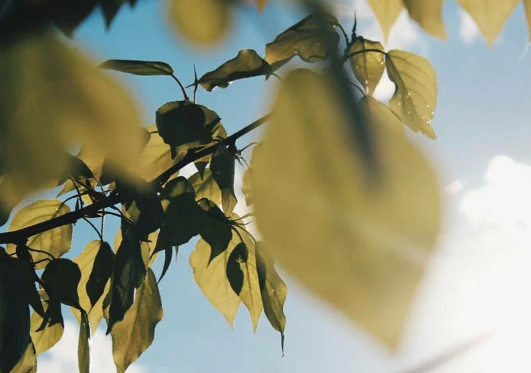 В Самарской области 11 и 12 июля прогнозируют аномальную жару