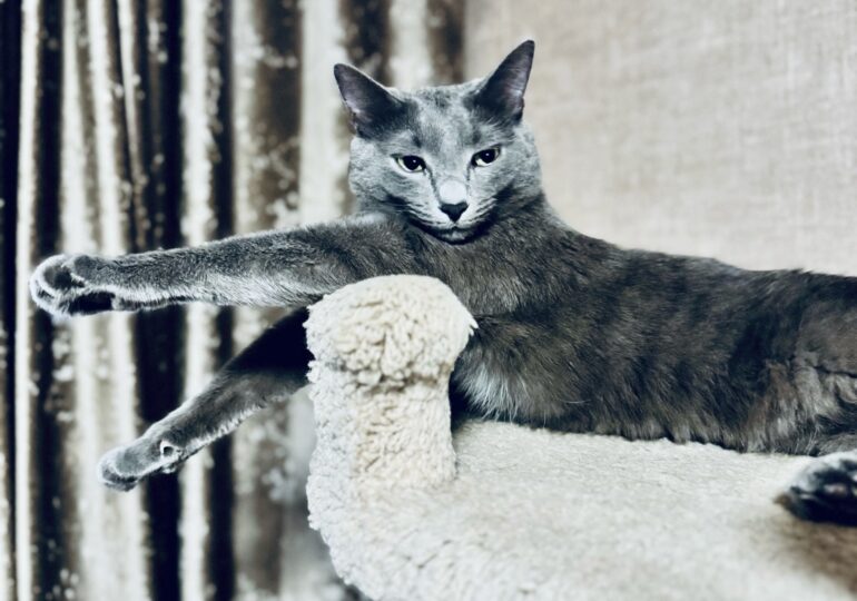 8 августа отмечают Всемирный день кошек