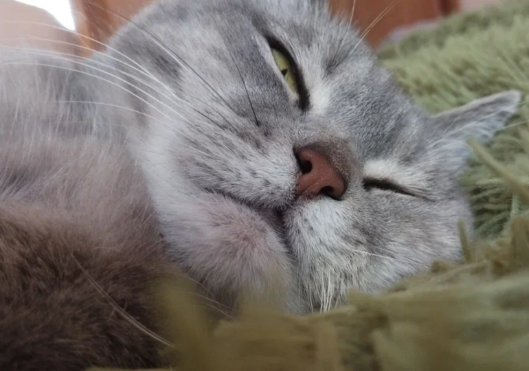 Самарцам рассказали, как помочь домашним животным переносить жару легче