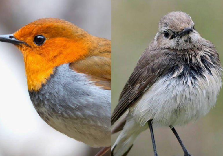 В России обнаружили два новых вида птиц