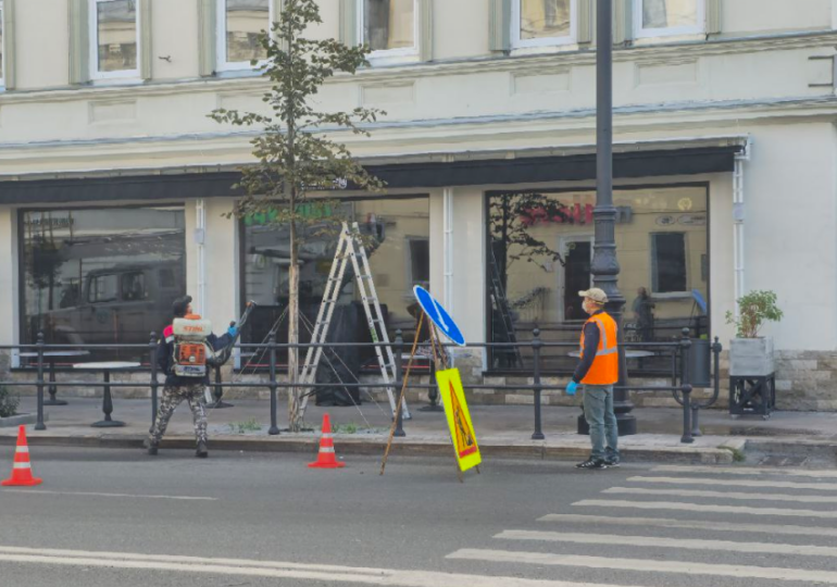 В Самаре проходит плановая обработка деревьев от вредителей