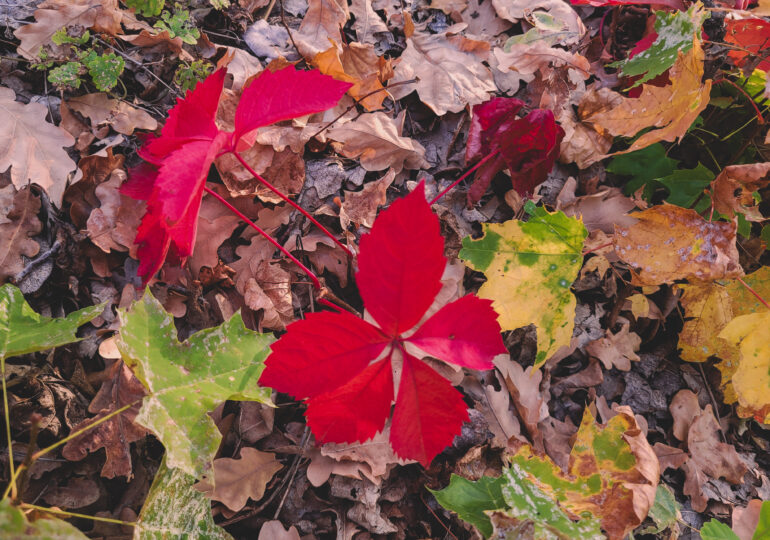 Астропсихолог рассказала, как лучше провести День осеннего равноденствия