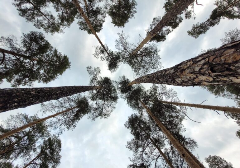 В Самарской области с 26 по 30 сентября сохранится высокий уровень пожароопасности лесов