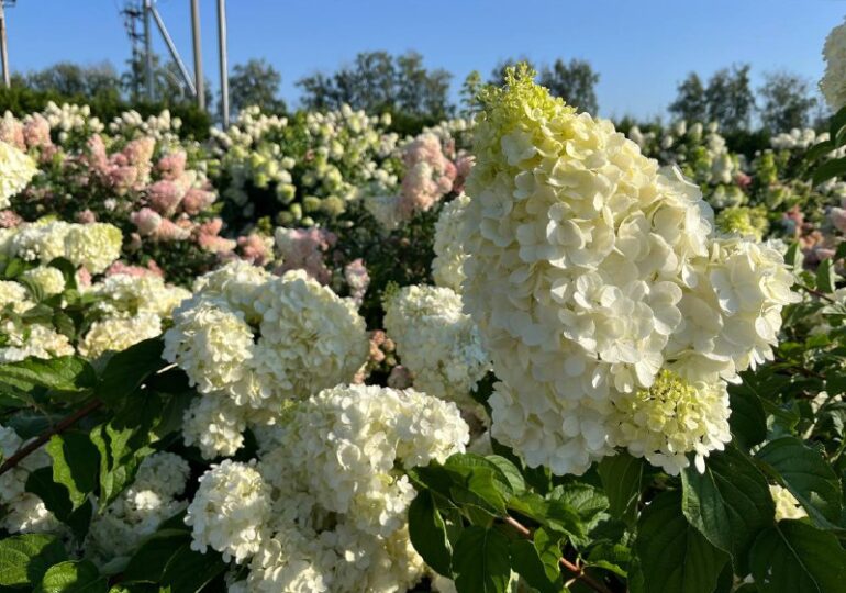 Самарцам рассказали, как ухаживать за гортензиями