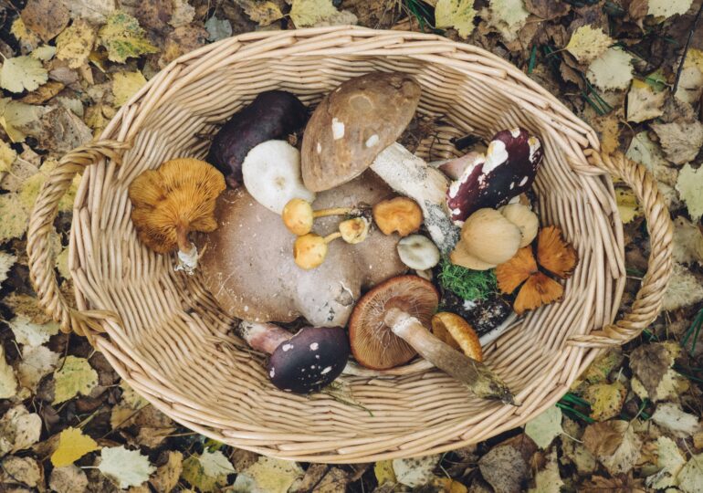 В Самарской области за последние полгода выявили 25 случаев острого отравления грибами