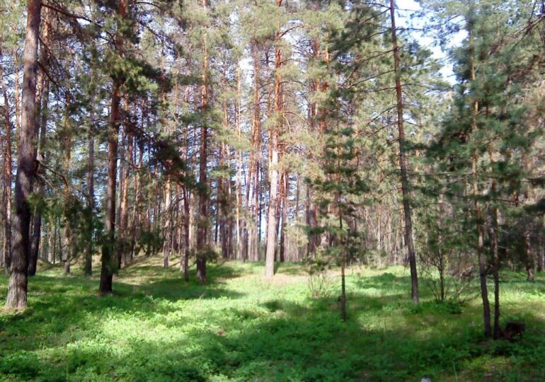 С 17 по 22 сентября в Самарской области сохранится высокая пожарная опасность лесов