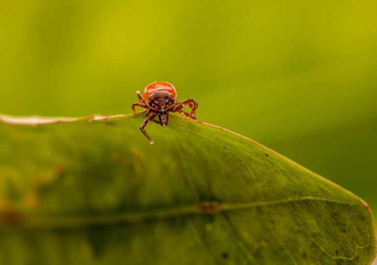 В Самарской области от укусов клещей пострадали более 3,4 тыс. человек