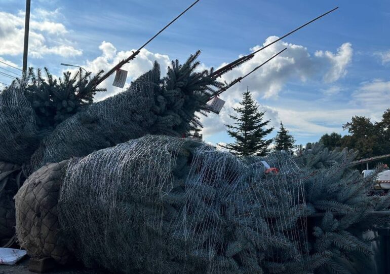 На самарской набережной высаживают голубые ели
