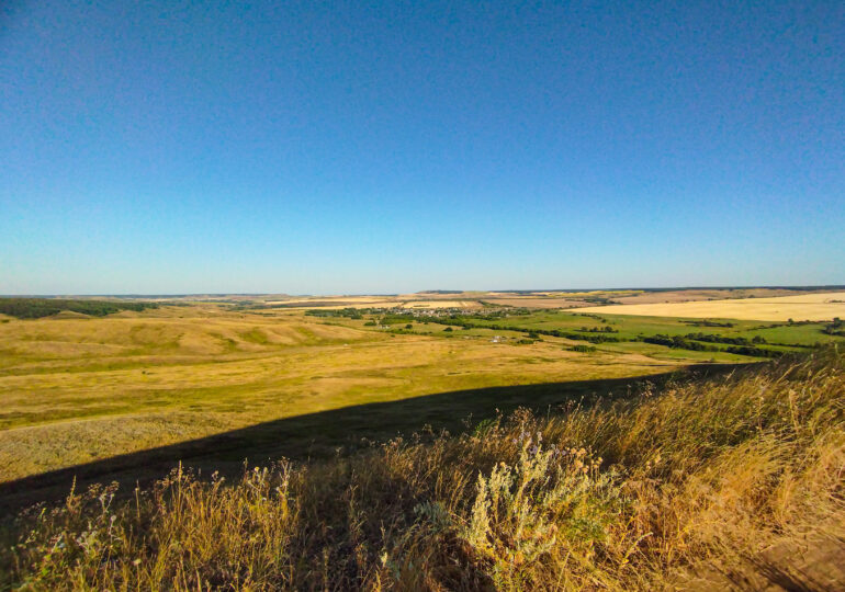 В Забайкалье спасли рысенка, загнанного собаками на столб