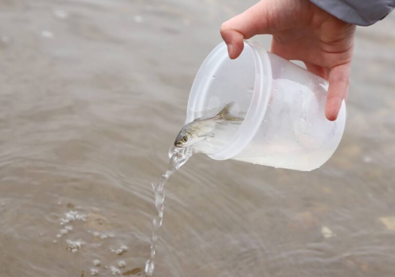В Самаре в Волгу выпустили более 20 тыс. мальков