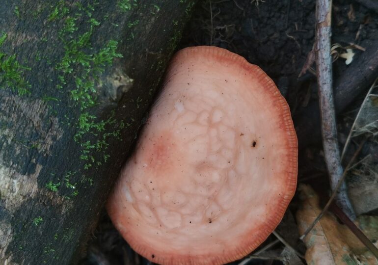 В Самарской области обнаружили новый вид грибов