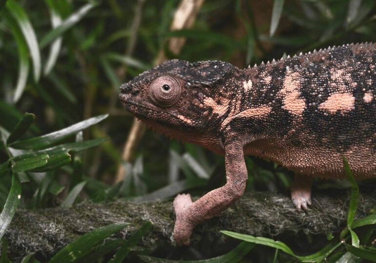 В Самарской области предпринимателя оштрафовали за организацию нелегального зоопарка