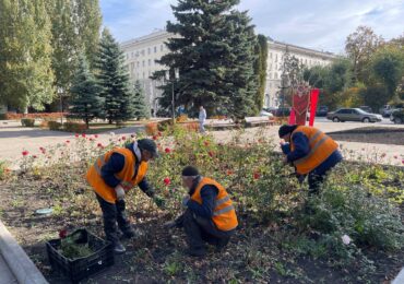 В сквере 30-летия Победы завершили основную обрезку роз