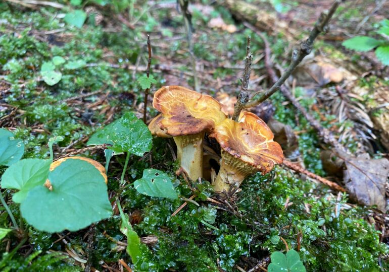 В России 3 октября отмечают День грибника