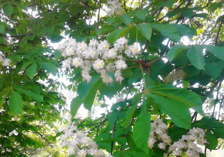 В Самаре вдоль Московского шоссе и Ново-Садовой высадили более 100 каштанов