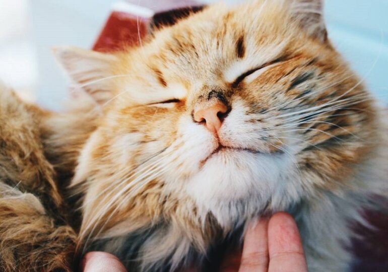 В Самаре разгорелся конфликт из-за кошки, найденной на улице