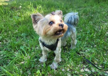 Гипоаллергенные питомцы: кто подойдет при непереносимости шерсти