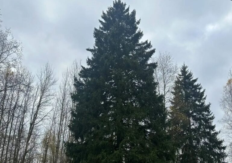 В Московской области выбрали главную новогоднюю елку страны
