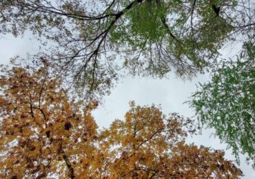 В Самарской области прогнозируют сильный ветер 15 ноября