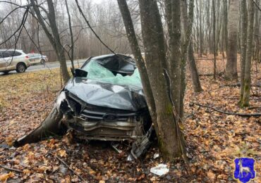 В Шенталинском районе Самарской области произошло ДТП с участием лося