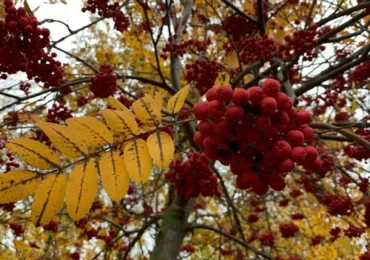 Самарцы чувствуют усталость и апатию с приходом осени